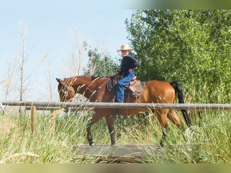 American Quarter Horse Castrone 10 Anni 150 cm Baio ciliegia in Cody, WY