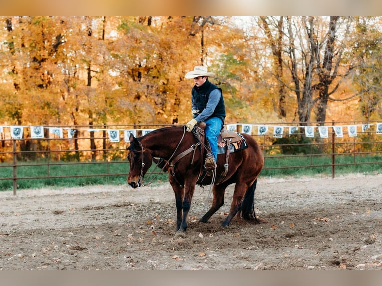 American Quarter Horse Castrone 10 Anni 150 cm Baio ciliegia in La Grange, MO