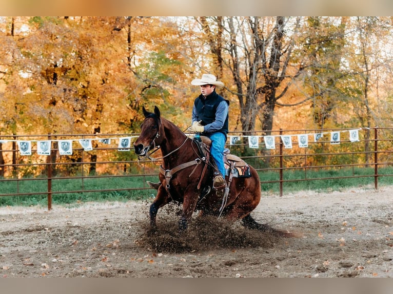 American Quarter Horse Castrone 10 Anni 150 cm Baio ciliegia in La Grange, MO