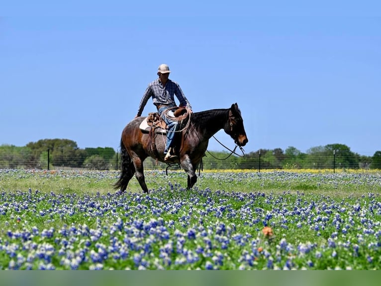 American Quarter Horse Castrone 10 Anni 150 cm Baio roano in Waco TX