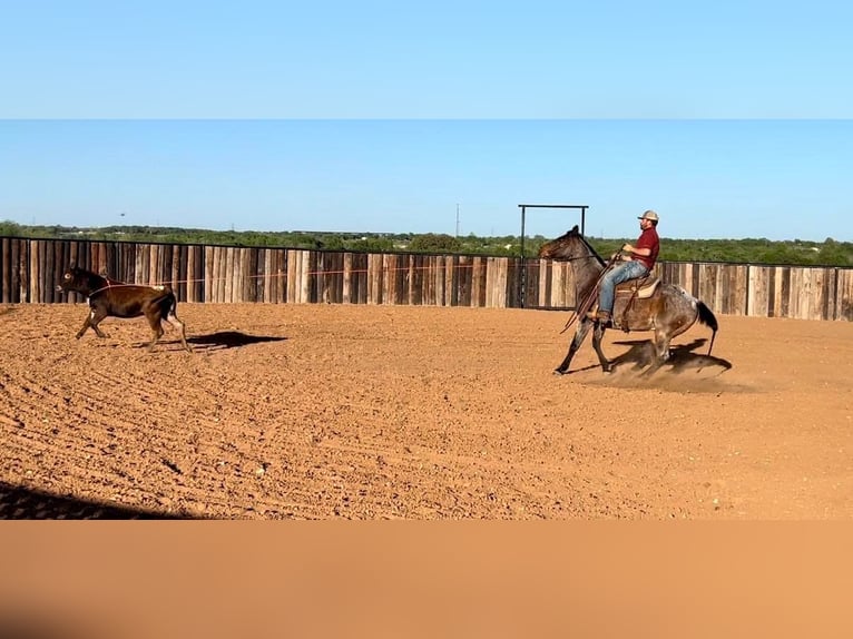 American Quarter Horse Castrone 10 Anni 150 cm Baio roano in Waco TX