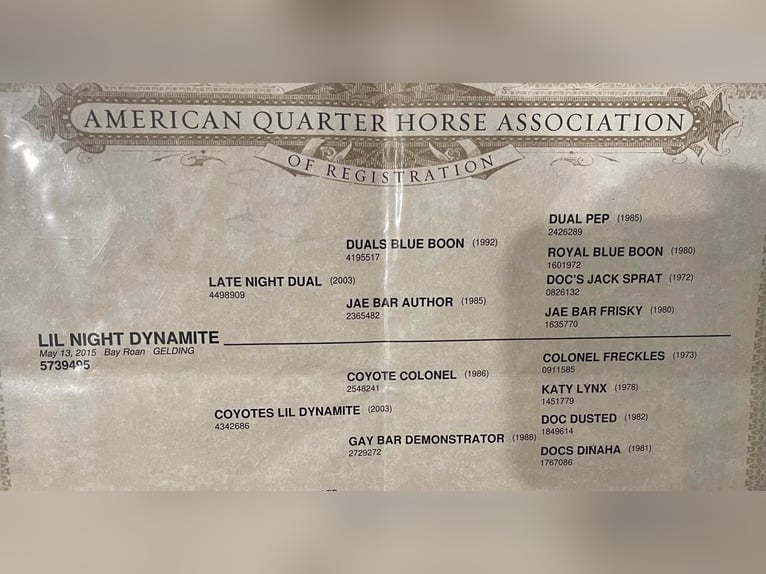 American Quarter Horse Castrone 10 Anni 150 cm Baio roano in Waco TX