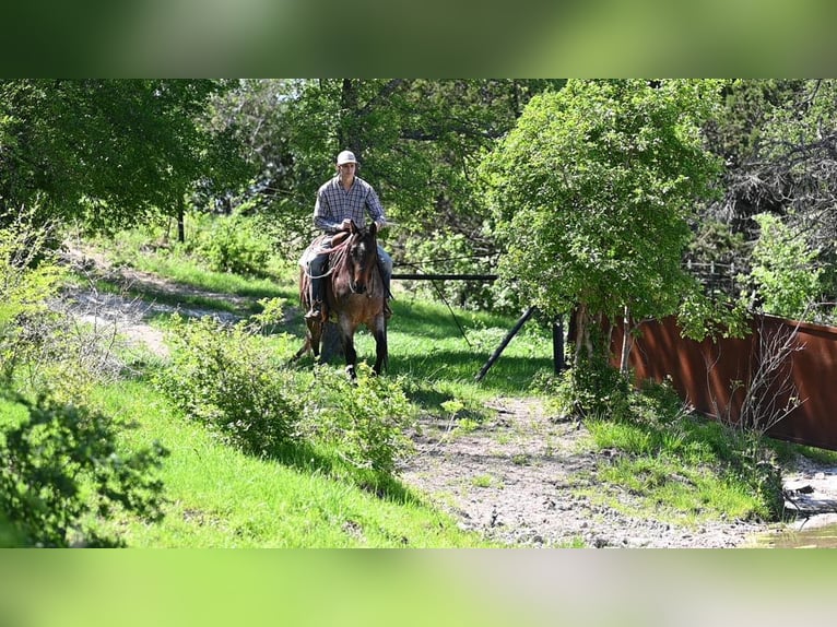 American Quarter Horse Castrone 10 Anni 150 cm Baio roano in Waco TX