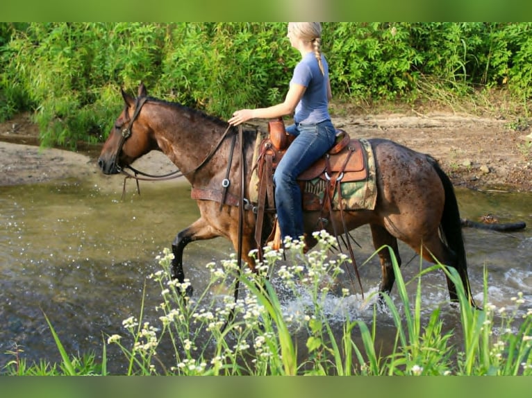 American Quarter Horse Castrone 10 Anni 150 cm Baio roano in Rusk