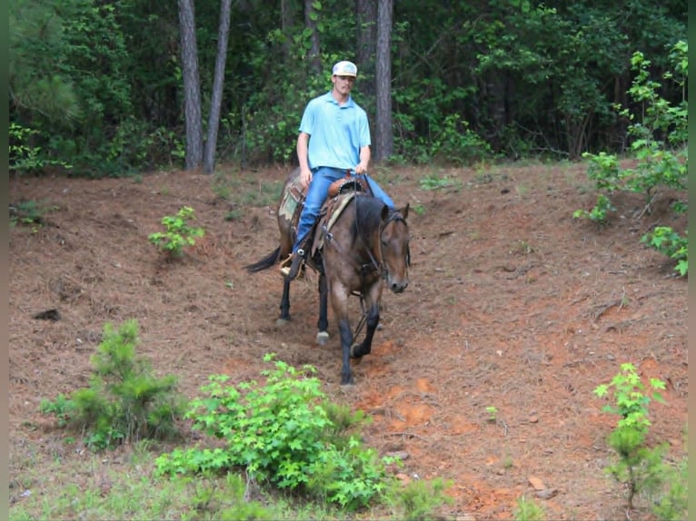 American Quarter Horse Castrone 10 Anni 150 cm Baio roano in Rusk