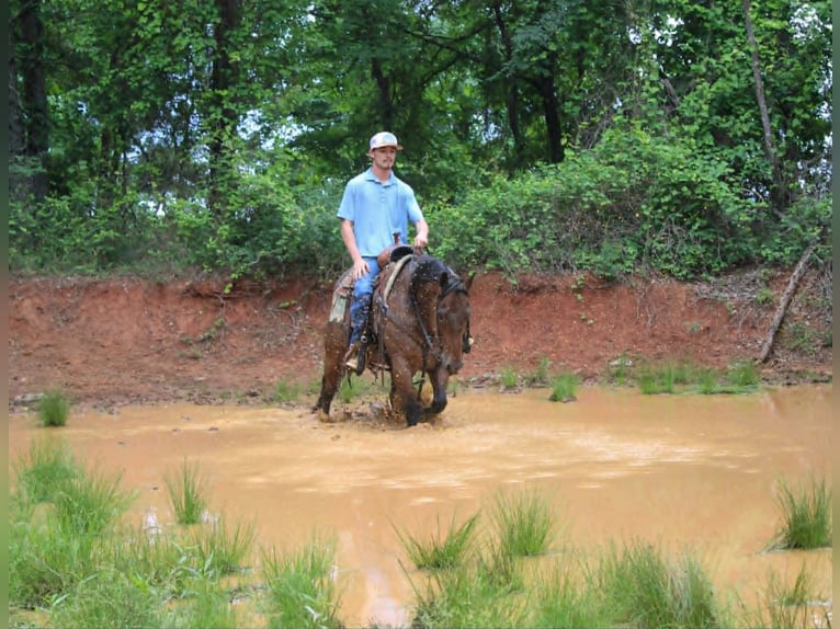 American Quarter Horse Castrone 10 Anni 150 cm Baio roano in Rusk