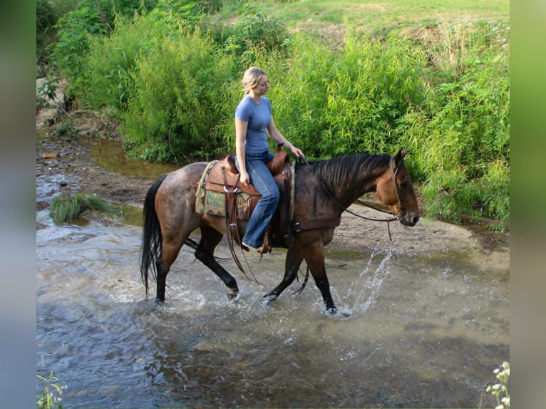 American Quarter Horse Castrone 10 Anni 150 cm Baio roano in Rusk
