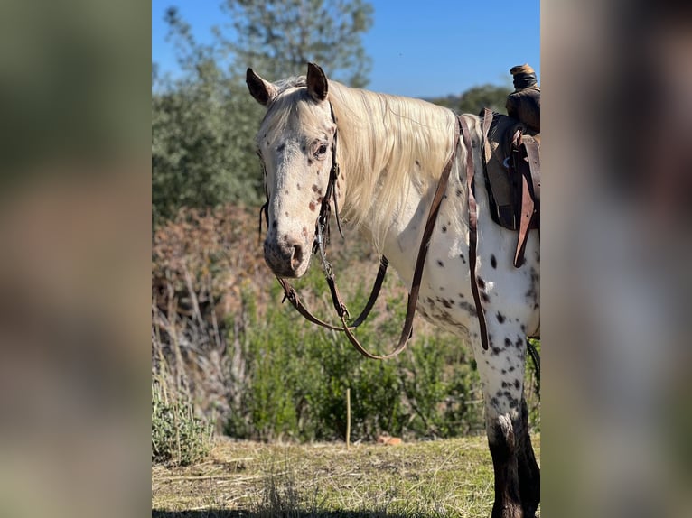 American Quarter Horse Castrone 10 Anni 150 cm Bianco in Lincoln CA