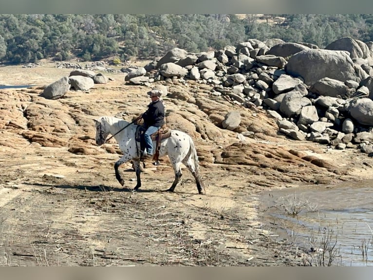 American Quarter Horse Castrone 10 Anni 150 cm Bianco in Lincoln CA