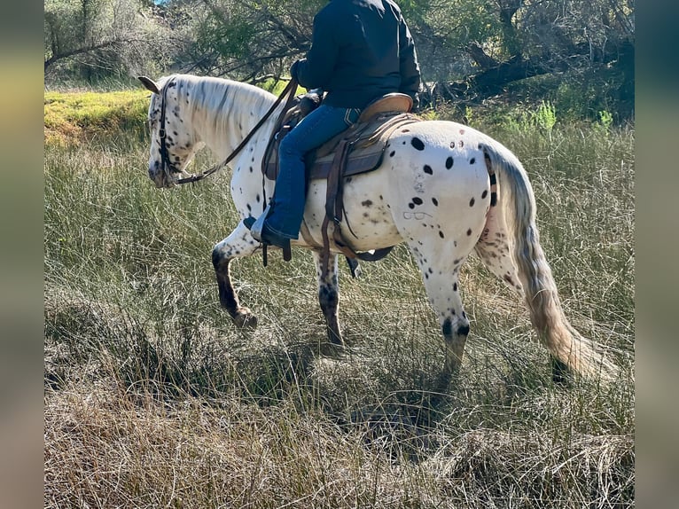 American Quarter Horse Castrone 10 Anni 150 cm Bianco in Lincoln CA