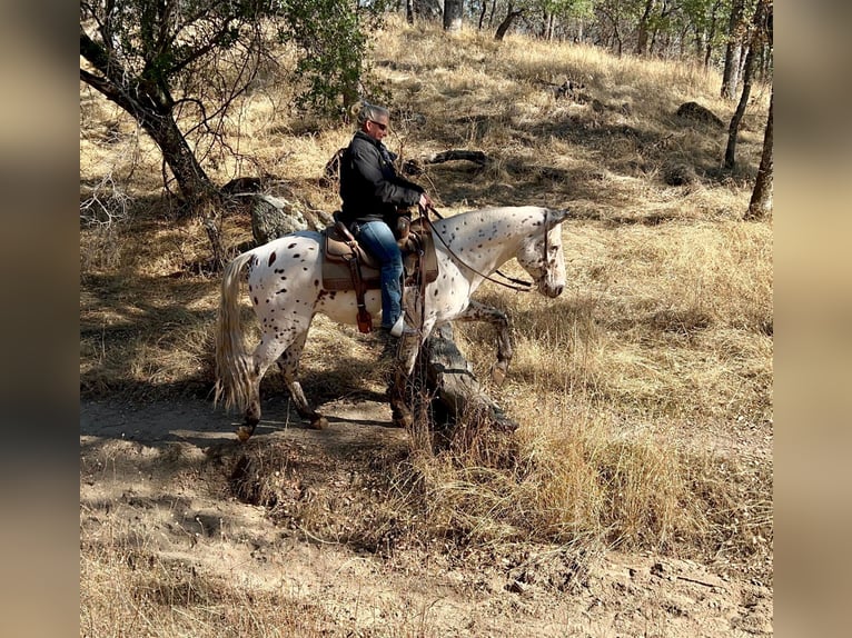 American Quarter Horse Castrone 10 Anni 150 cm Bianco in Lincoln CA