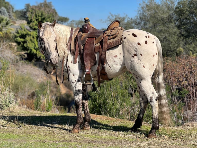 American Quarter Horse Castrone 10 Anni 150 cm Bianco in Lincoln CA