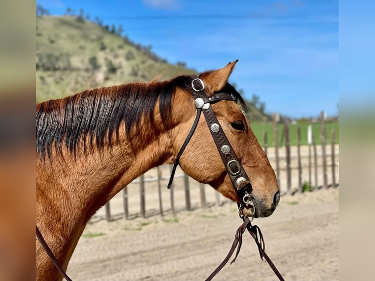 American Quarter Horse Castrone 10 Anni 150 cm Falbo in Paicines CA