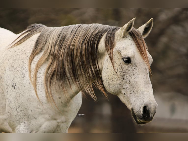 American Quarter Horse Castrone 10 Anni 150 cm Grigio in Weatherford TX