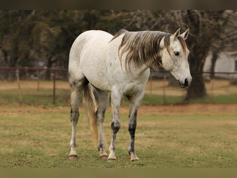 American Quarter Horse Castrone 10 Anni 150 cm Grigio in Weatherford TX