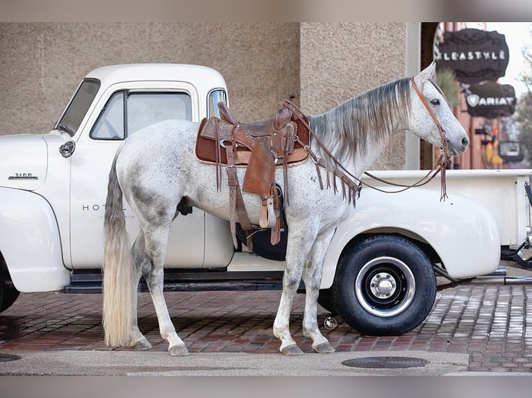 American Quarter Horse Castrone 10 Anni 150 cm Grigio in Weatherford TX