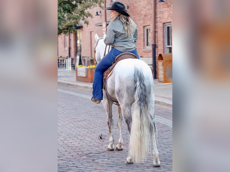 American Quarter Horse Castrone 10 Anni 150 cm Grigio in Weatherford TX