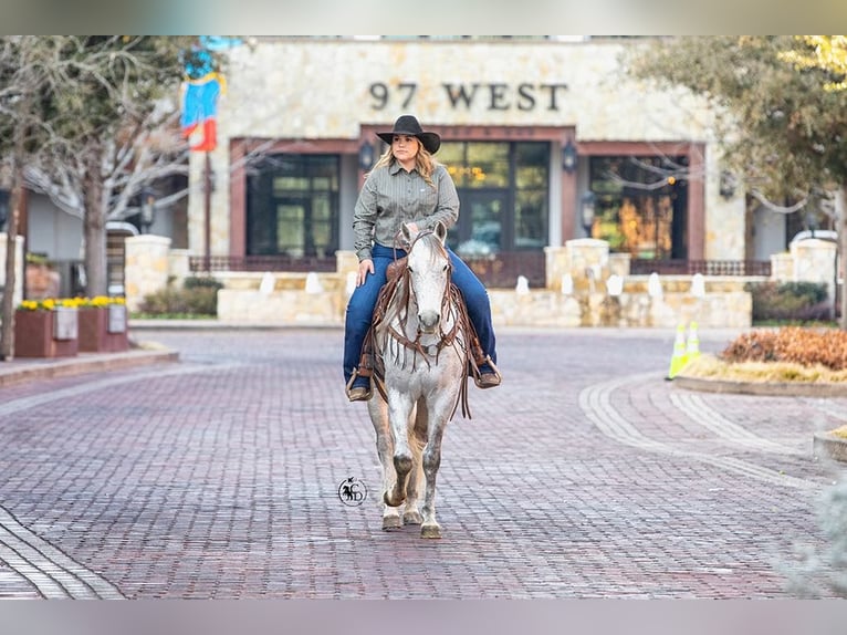 American Quarter Horse Castrone 10 Anni 150 cm Grigio in Weatherford TX