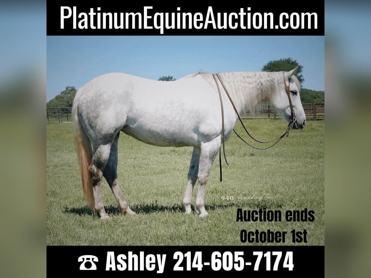 American Quarter Horse Castrone 10 Anni 150 cm Grigio in Weatherford TX