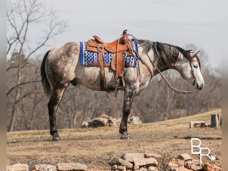 American Quarter Horse Castrone 10 Anni 150 cm Grigio pezzato in Mountain Grove MO