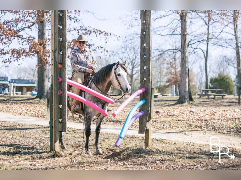 American Quarter Horse Castrone 10 Anni 150 cm Grigio pezzato in Mountain Grove MO