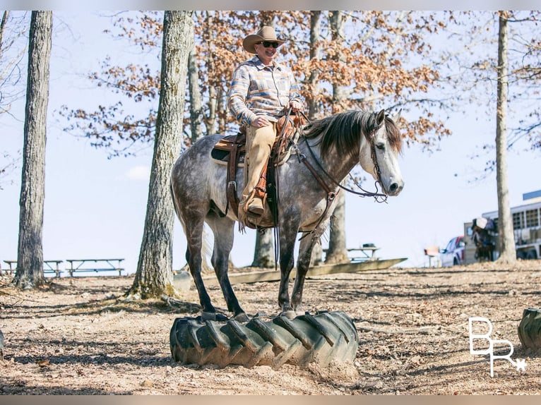 American Quarter Horse Castrone 10 Anni 150 cm Grigio pezzato in Mountain Grove MO