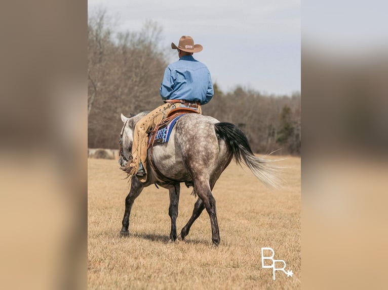 American Quarter Horse Castrone 10 Anni 150 cm Grigio pezzato in Mountain Grove MO