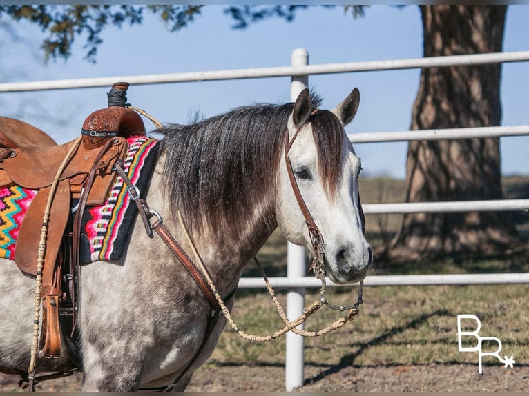 American Quarter Horse Castrone 10 Anni 150 cm Grigio pezzato in Mountain Grove MO