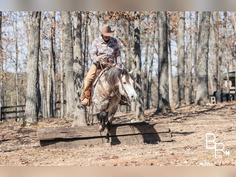 American Quarter Horse Castrone 10 Anni 150 cm Grigio pezzato in Mountain Grove MO