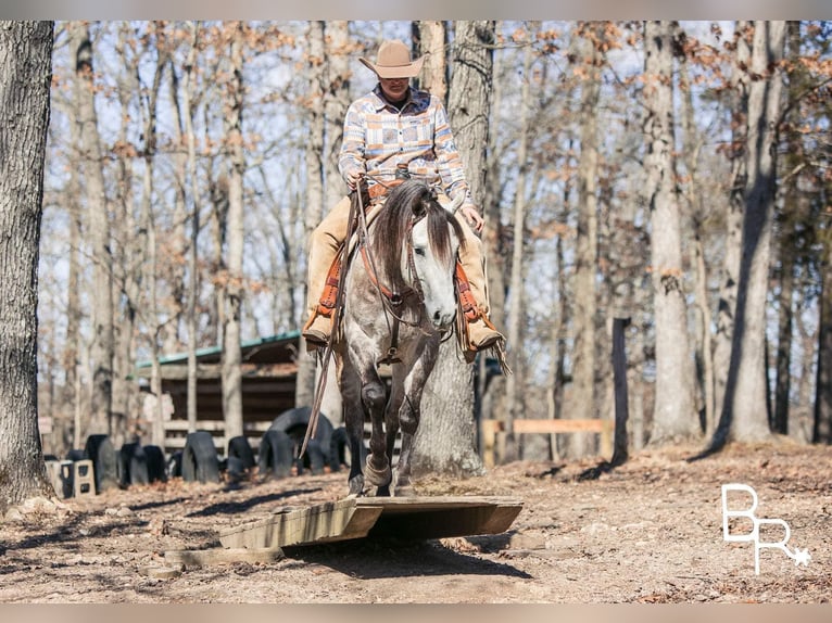 American Quarter Horse Castrone 10 Anni 150 cm Grigio pezzato in Mountain Grove MO