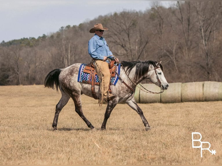 American Quarter Horse Castrone 10 Anni 150 cm Grigio pezzato in Mountain Grove MO