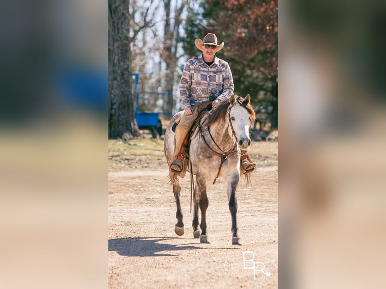 American Quarter Horse Castrone 10 Anni 150 cm Grigio pezzato in Mountain Grove MO