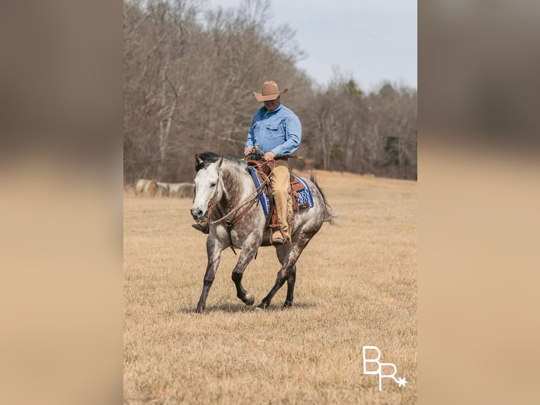 American Quarter Horse Castrone 10 Anni 150 cm Grigio pezzato in Mountain Grove MO