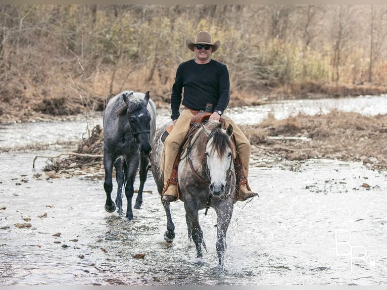 American Quarter Horse Castrone 10 Anni 150 cm Grigio pezzato in Mountain Grove MO