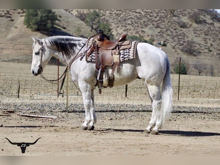 American Quarter Horse Castrone 10 Anni 150 cm Grigio pezzato in Paicines CA