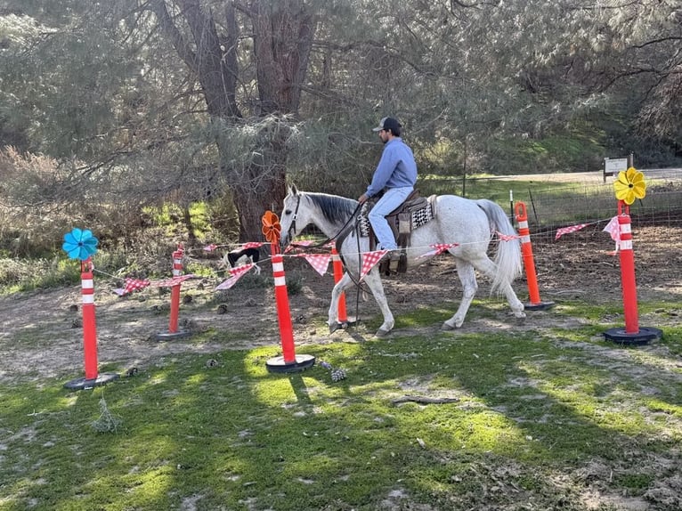 American Quarter Horse Castrone 10 Anni 150 cm Grigio pezzato in Paicines CA