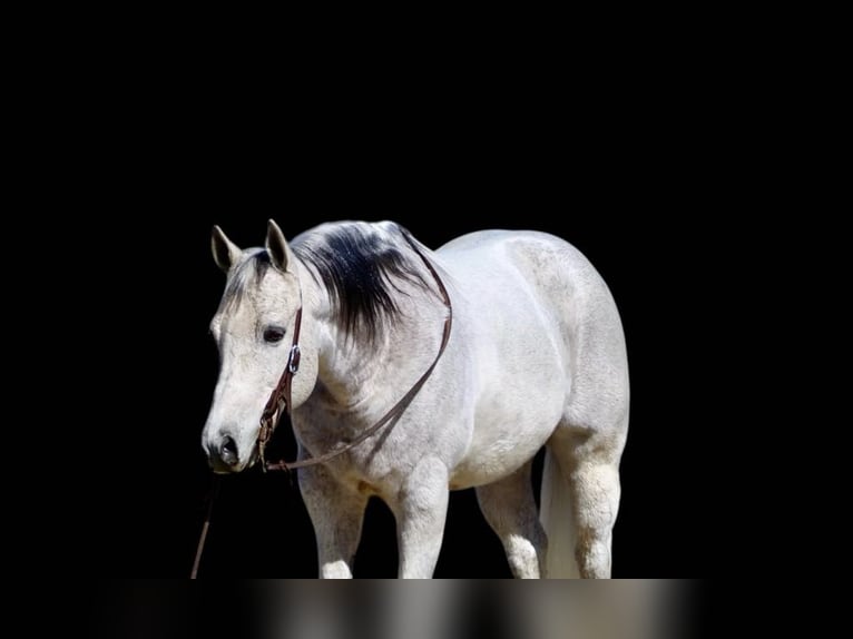 American Quarter Horse Castrone 10 Anni 150 cm Grigio pezzato in Paicines CA