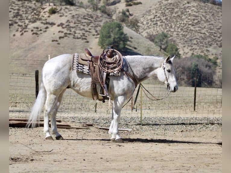 American Quarter Horse Castrone 10 Anni 150 cm Grigio pezzato in Paicines CA