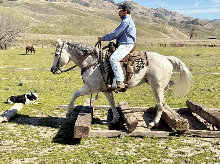 American Quarter Horse Castrone 10 Anni 150 cm Grigio pezzato in Paicines CA