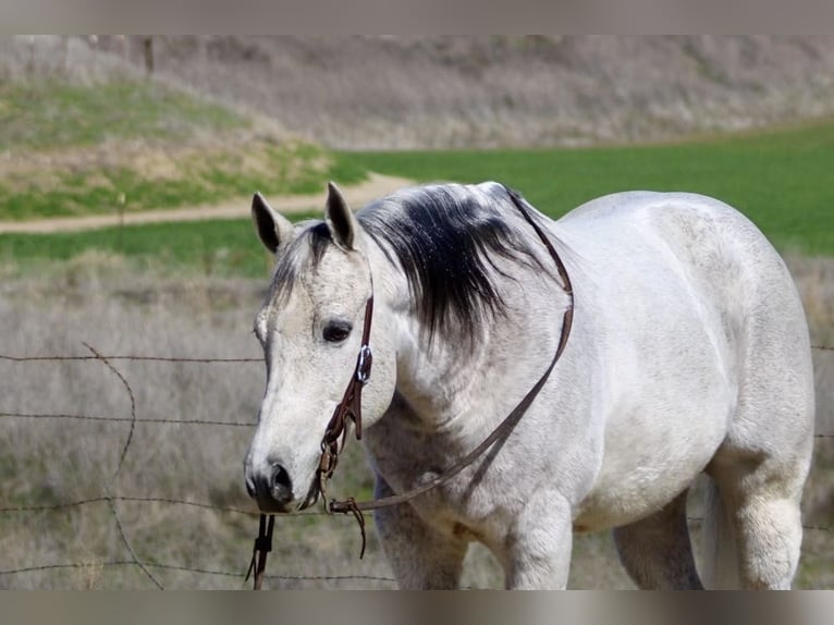 American Quarter Horse Castrone 10 Anni 150 cm Grigio pezzato in Paicines CA