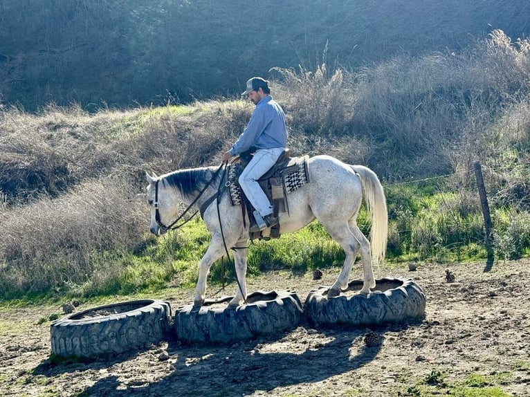 American Quarter Horse Castrone 10 Anni 150 cm Grigio pezzato in Paicines CA