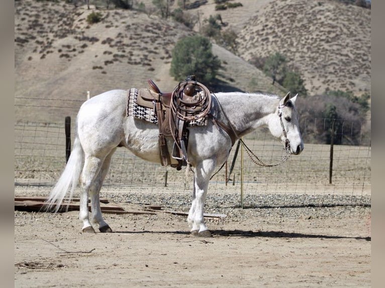 American Quarter Horse Castrone 10 Anni 150 cm Grigio pezzato in Paicines CA