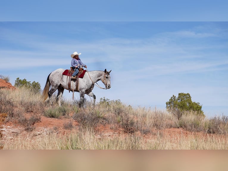 American Quarter Horse Castrone 10 Anni 150 cm Grigio pezzato in Canyon TX