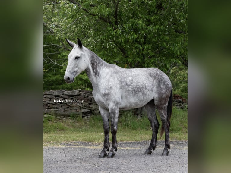 American Quarter Horse Castrone 10 Anni 150 cm Grigio pezzato in Everett PA