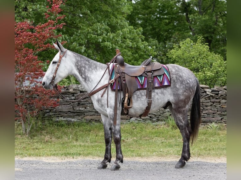 American Quarter Horse Castrone 10 Anni 150 cm Grigio pezzato in Everett PA