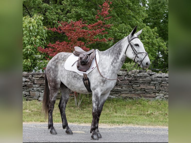 American Quarter Horse Castrone 10 Anni 150 cm Grigio pezzato in Everett PA