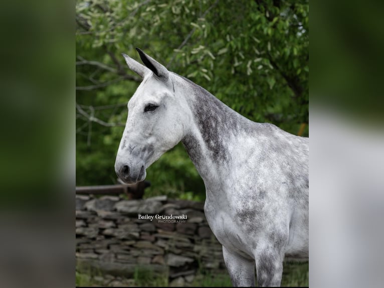 American Quarter Horse Castrone 10 Anni 150 cm Grigio pezzato in Everett PA