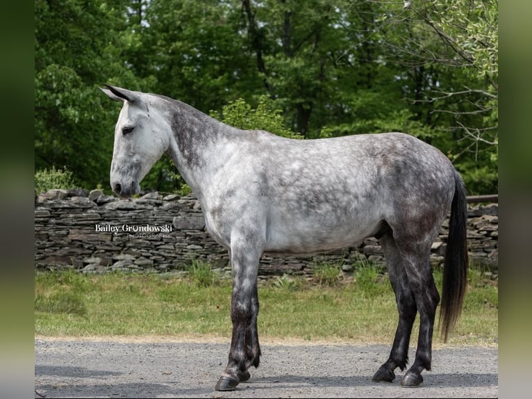 American Quarter Horse Castrone 10 Anni 150 cm Grigio pezzato in Everett PA