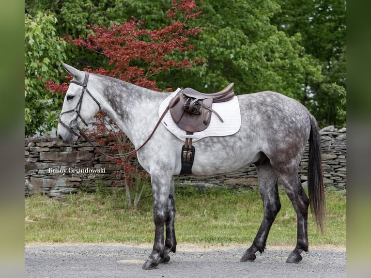 American Quarter Horse Castrone 10 Anni 150 cm Grigio pezzato in Everett PA