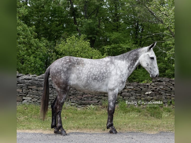 American Quarter Horse Castrone 10 Anni 150 cm Grigio pezzato in Everett PA